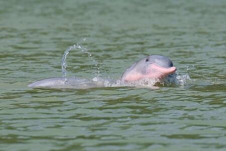 Dolphins at aava resort and spa thailand