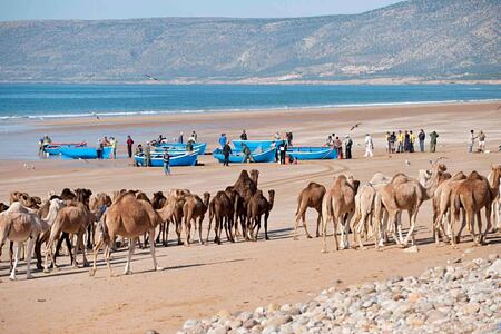 pecheur et chameaux beach animals at paradis plage morocco