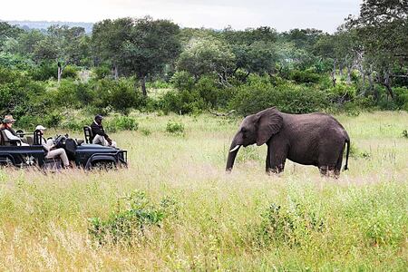 Game vehicle with elephants at Londolozi South Africa