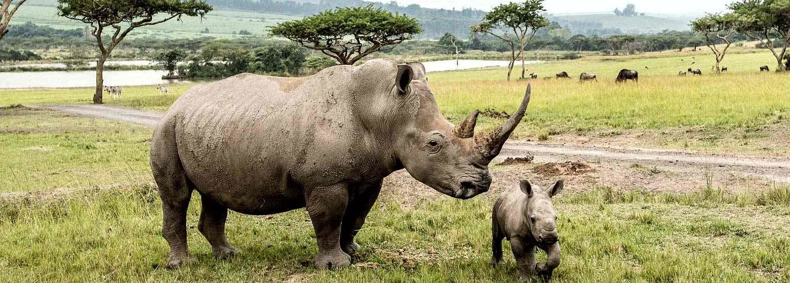 Rhino at Karkloof Safari Spa KZN South Africa